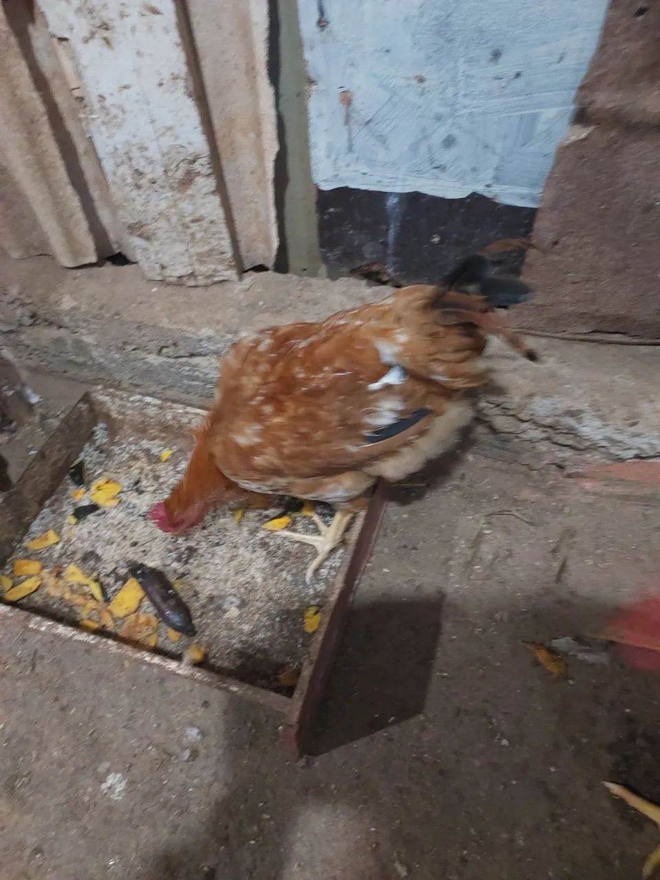 Frango  - Foto 3