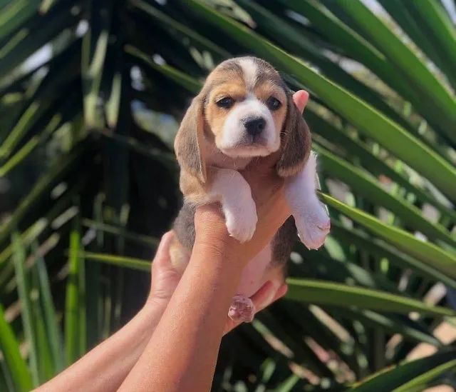 beagles 