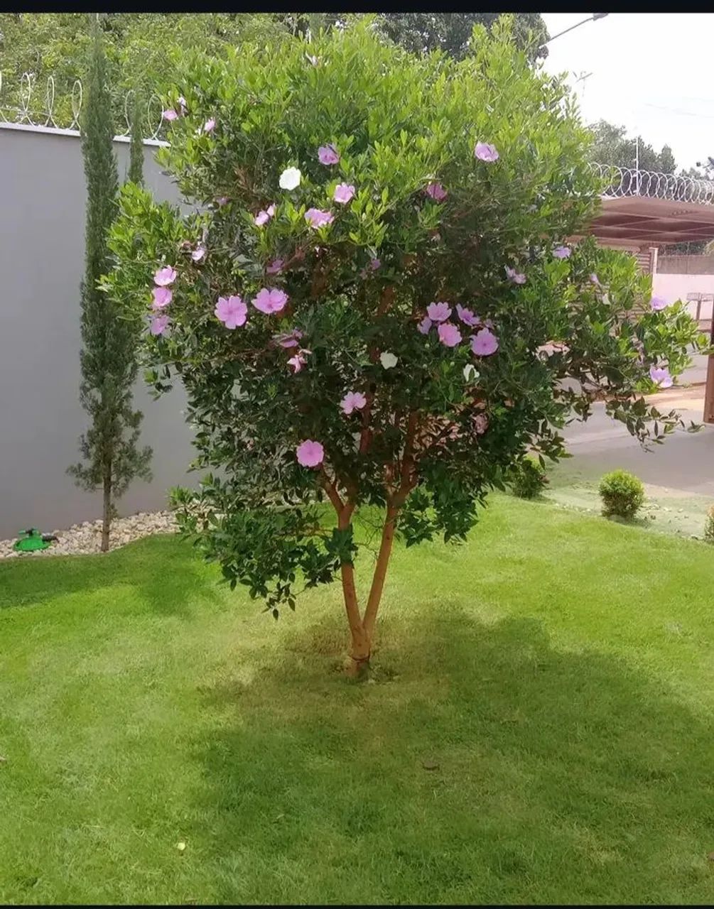 Jardinagem  - Foto 2
