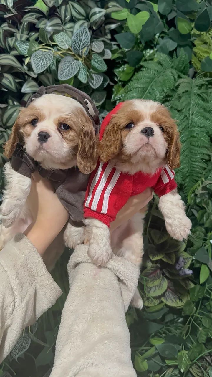 Cavalier king macho na promoção 