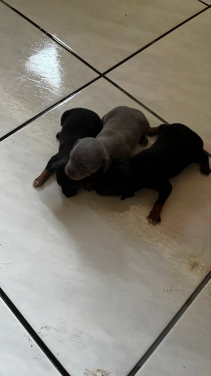 Vendo  - Foto 3