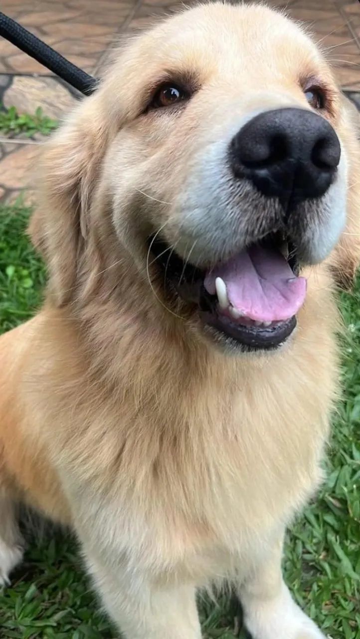 Golden Macho