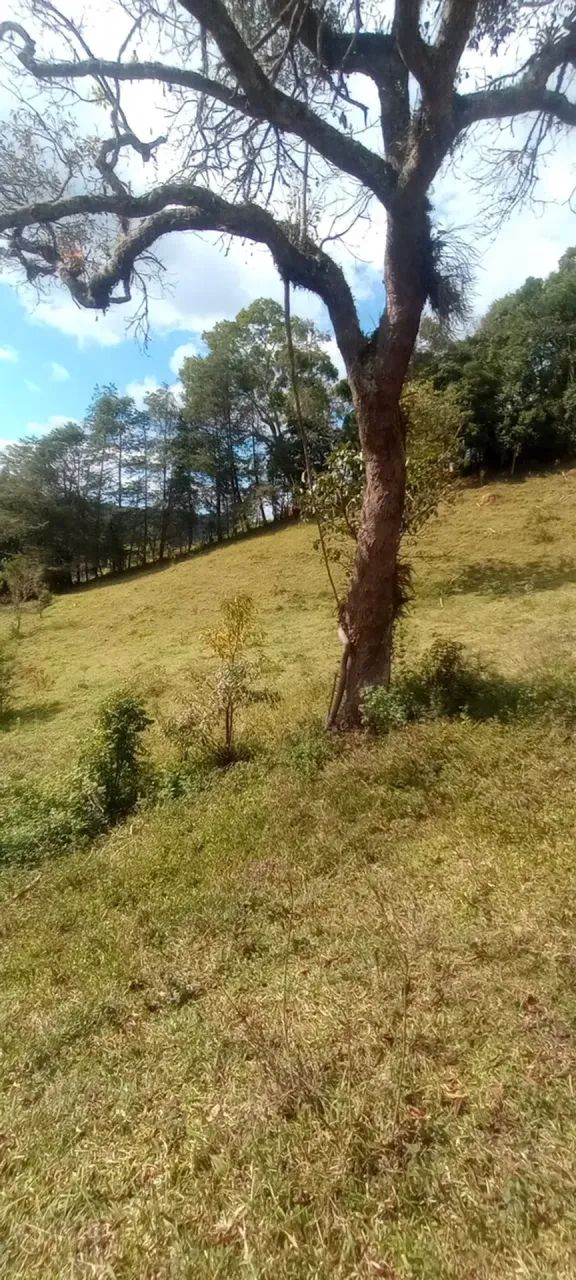 Área rural no Bairro da Paraibuna - Foto 2