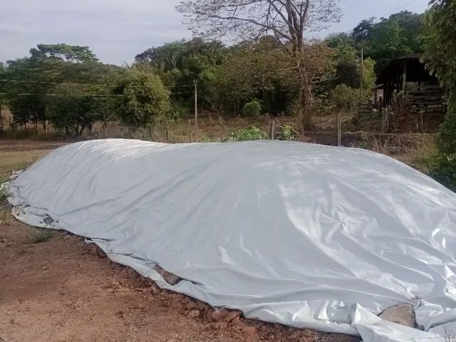 Silagem de milho  - Foto 3