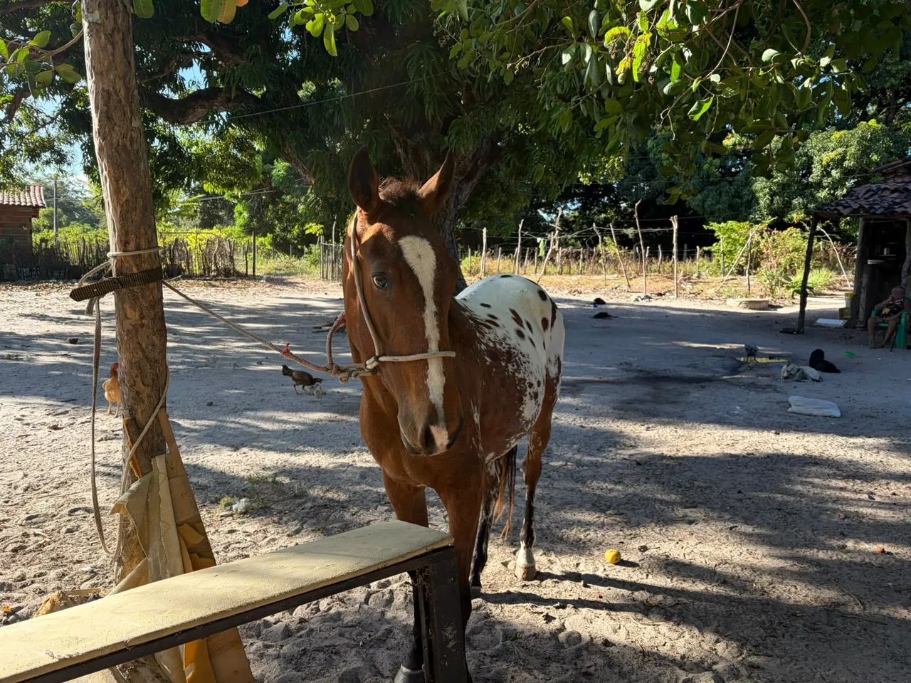 Cavalo 