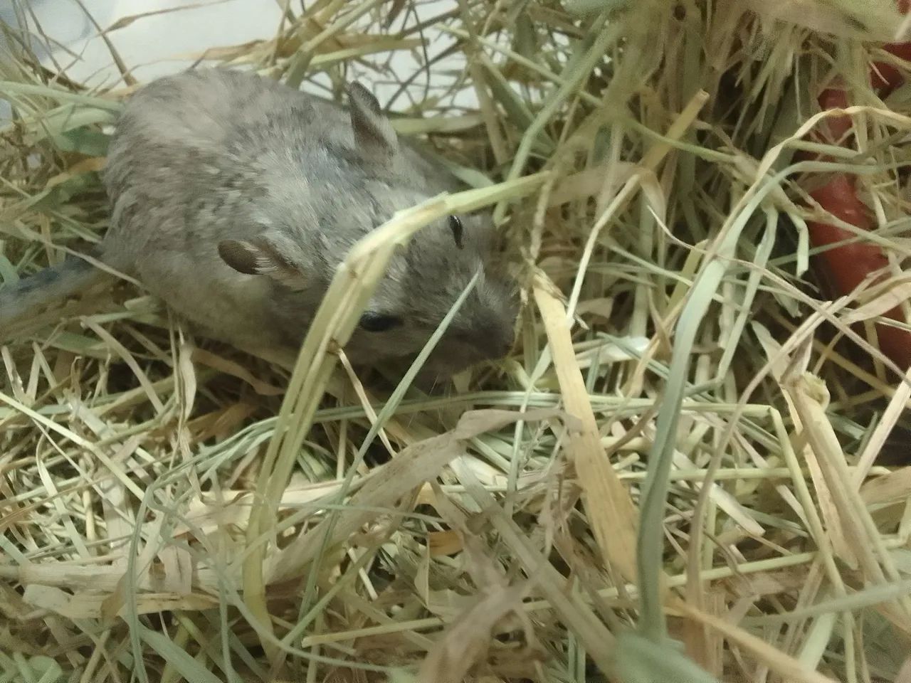 Esquilos Mongólia Gerbil  - Foto 3