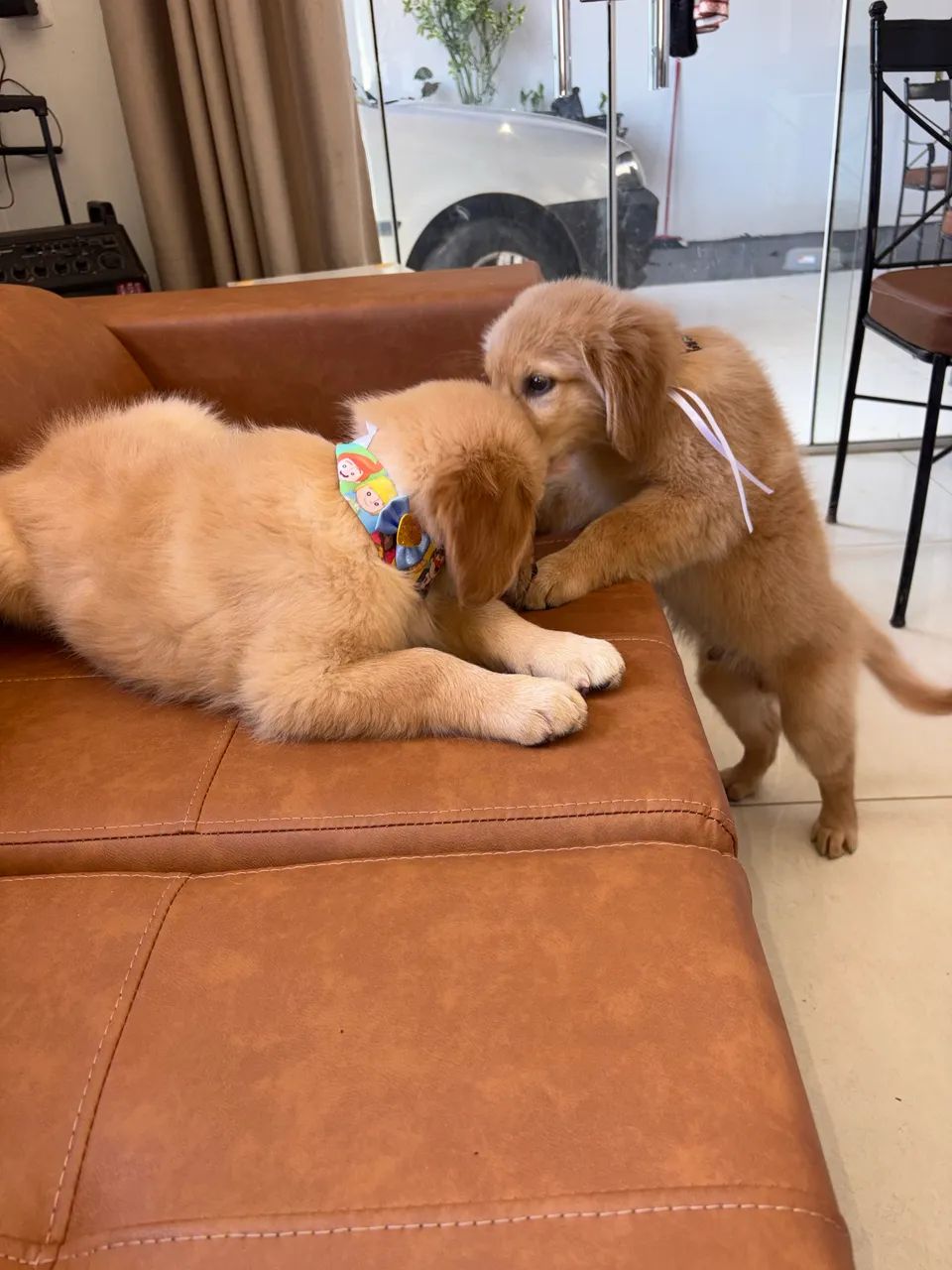 Golden retriever 