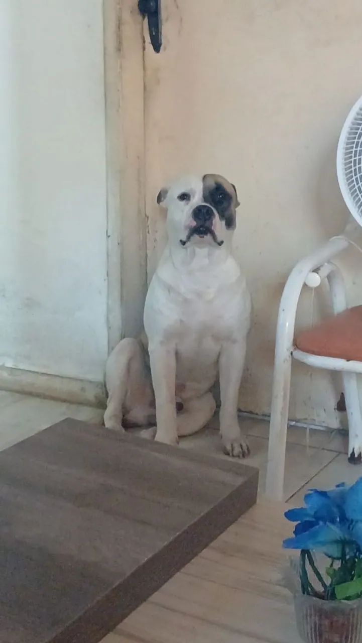 Pitbull pra doação  - Foto 2
