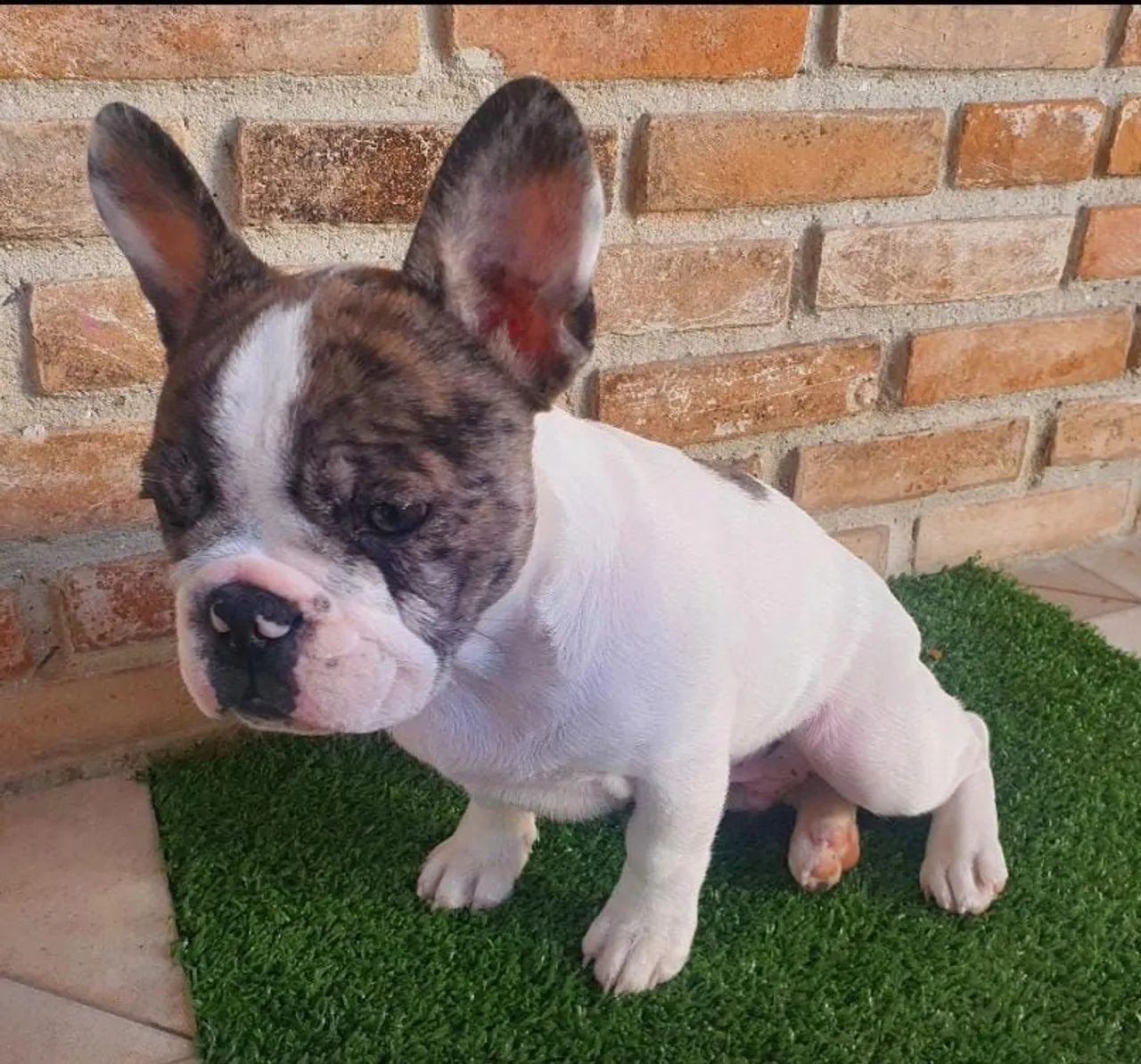 Bulldog francês filhote - Foto 4