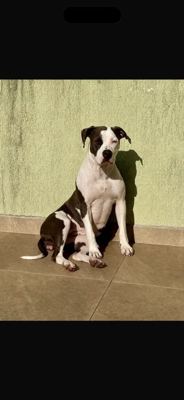 Pittbull  - Foto 3