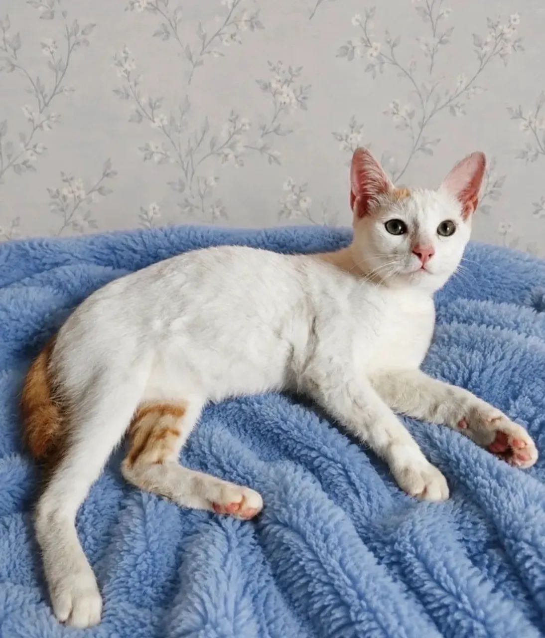 Gatinho adoção responsável  - Foto 3