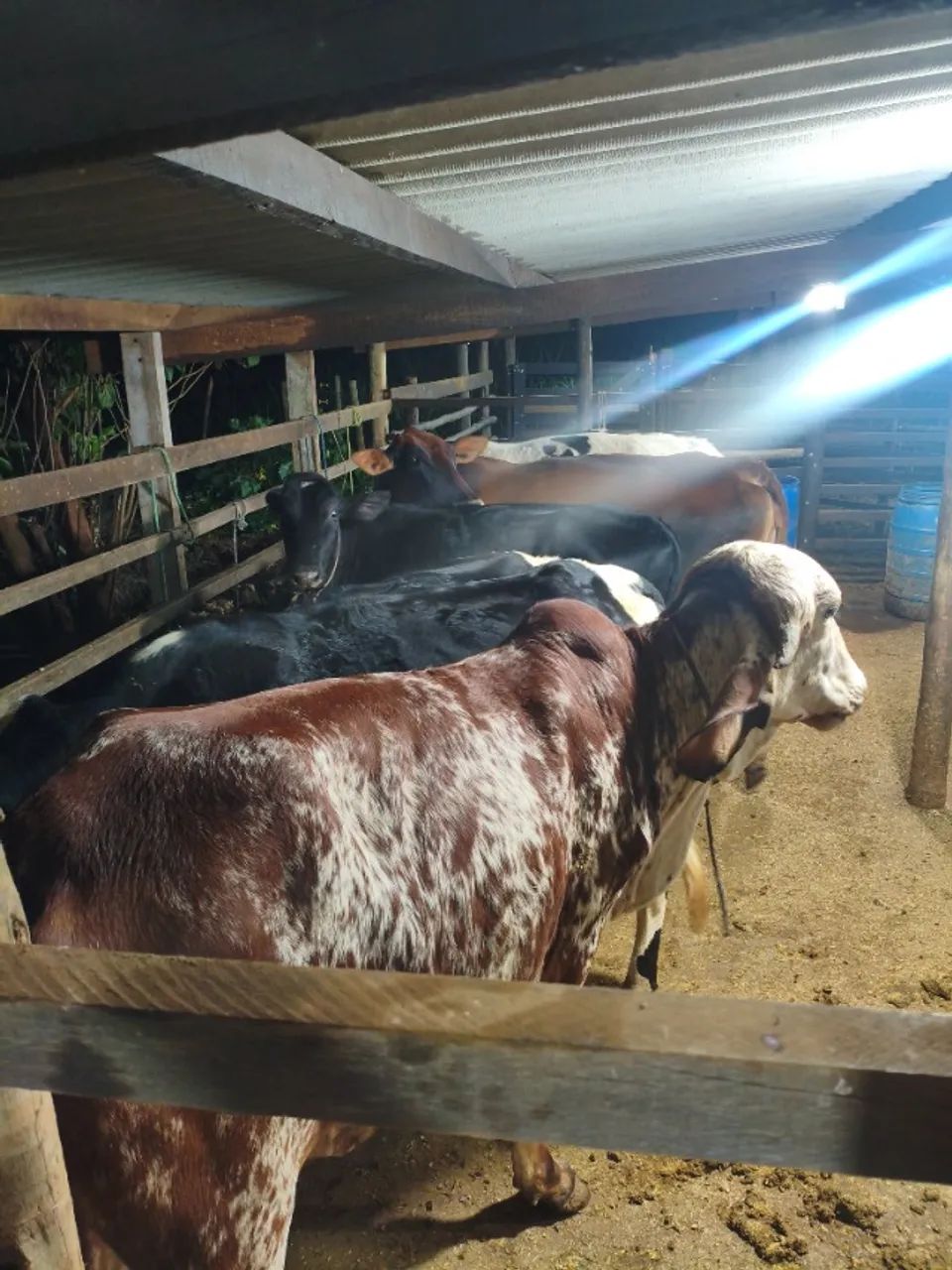 Vacas  - Foto 2