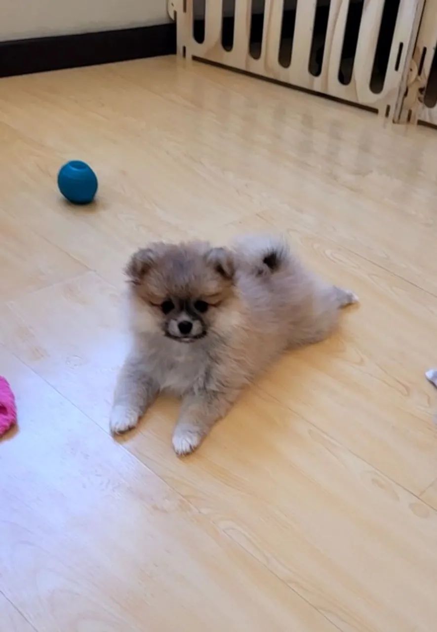 Lulu da Pomeranea (Spitz Alemão) - Foto 4