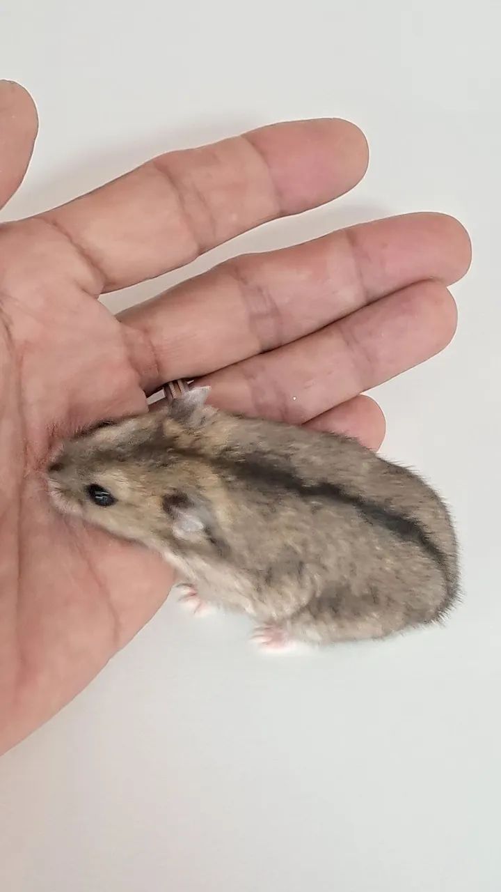 Hamster Anão fofo - Foto 2