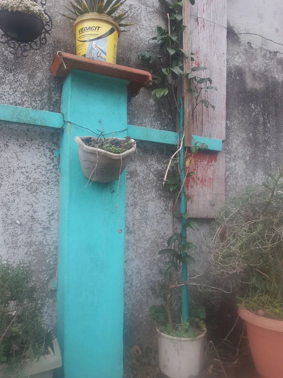PÉ DE MARACUJÁ 