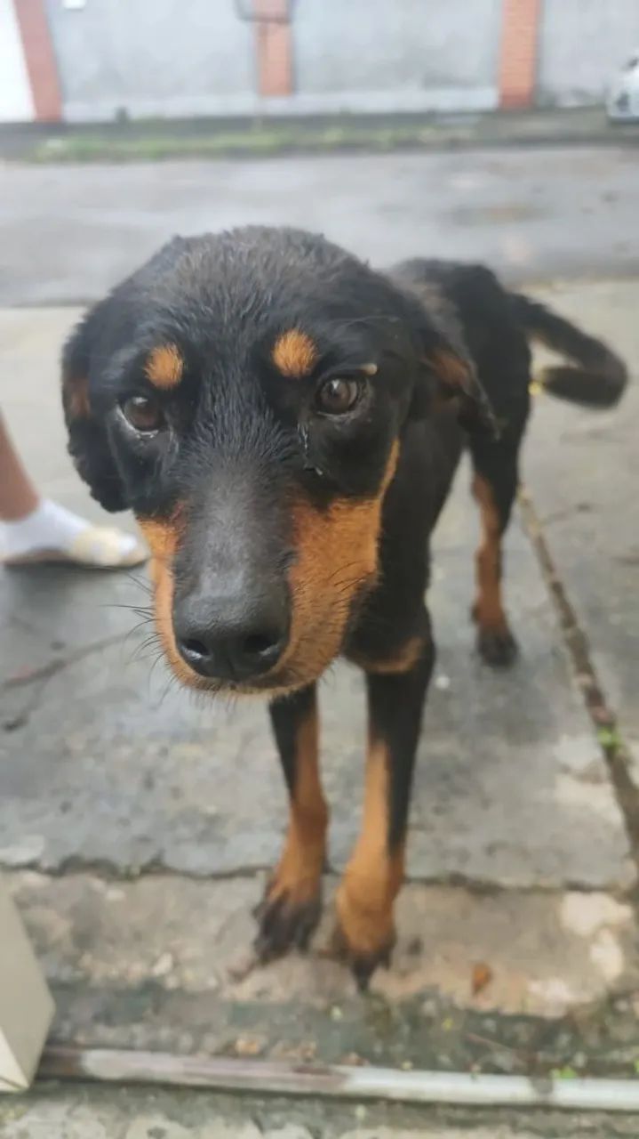 Doação cachorra - Foto 2