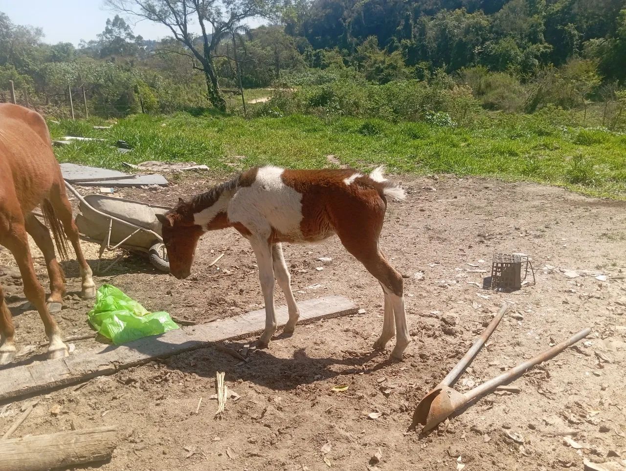 Égua com potra - Foto 3
