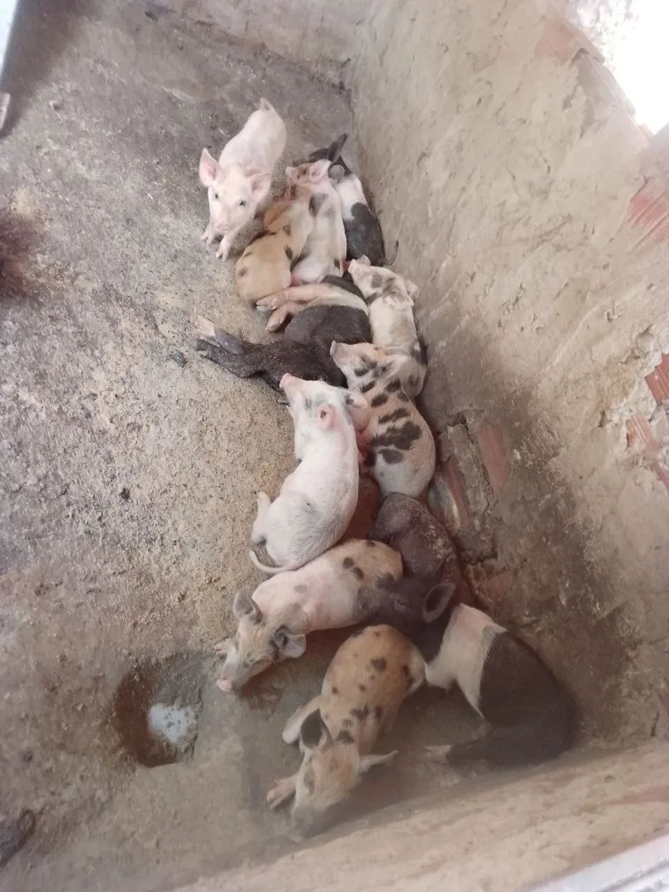 Venda 