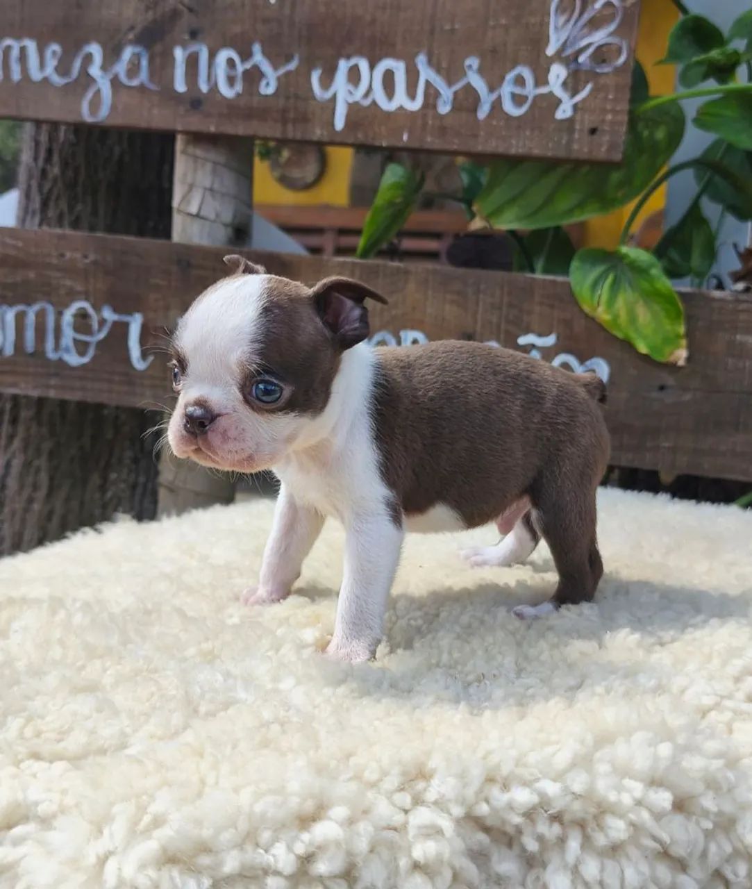 Boston Terrier macho Red