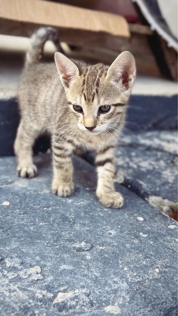 Gatos filhotes doação 2 meses - Foto 2