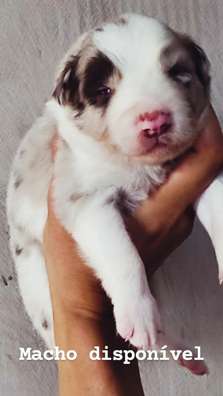 Border Collie Rott Filhotes de border collie - Cachorros - Zona 07, Maringá 1546924596 | OLX