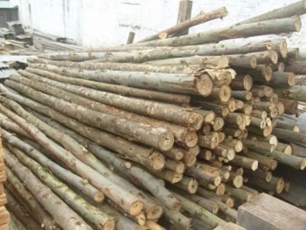 Escoras de eucalipto  para obras  e palanques  para cerca