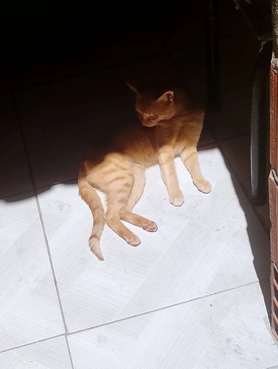 Adoção responsável  - Foto 2