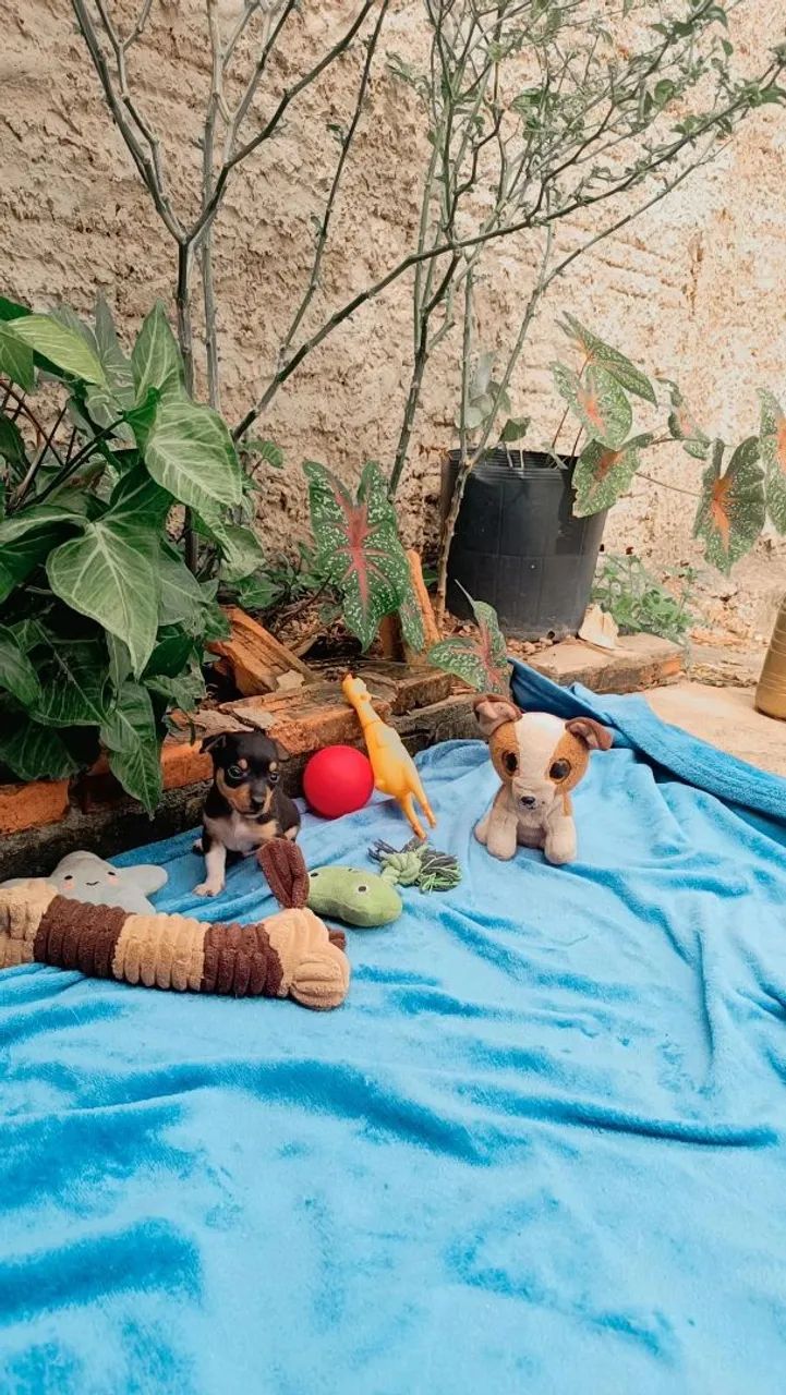 Pinscher n° 0. - Foto 5