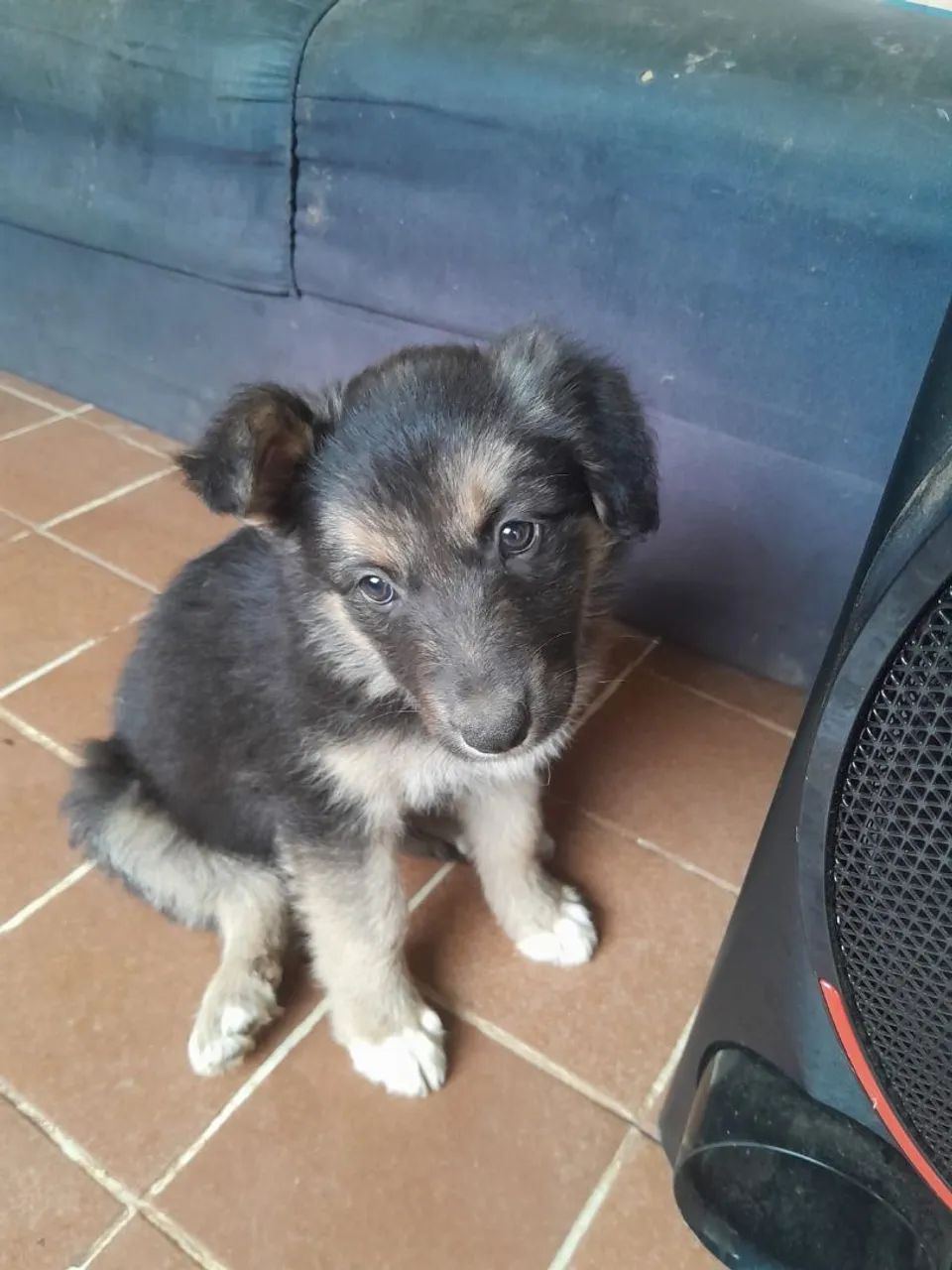Border collie 