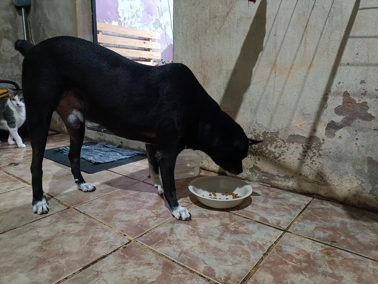 Doação  - Foto 4