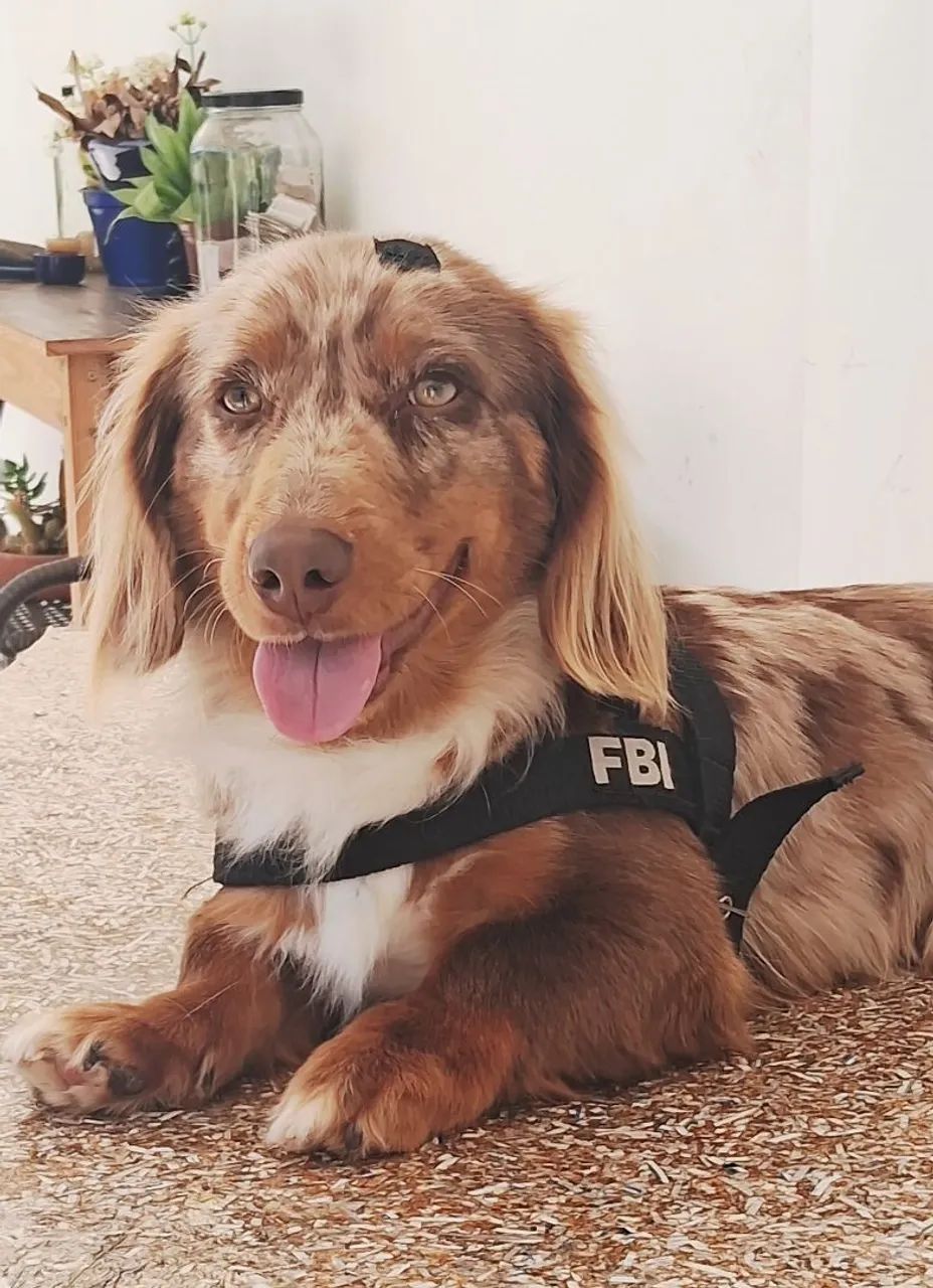 Cobertura Dachshund  - Foto 3