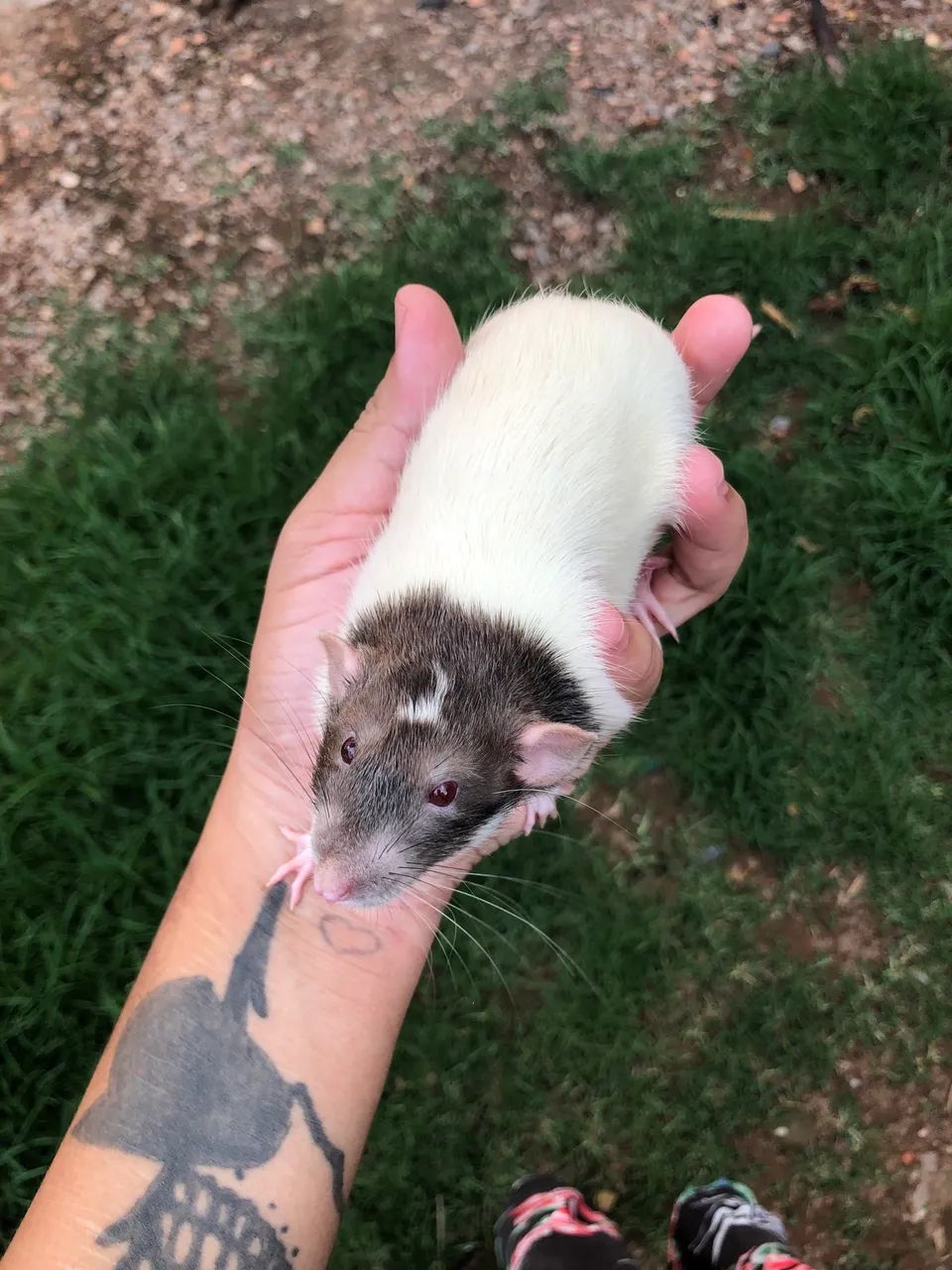 Ratos Twister Machos  - Foto 5