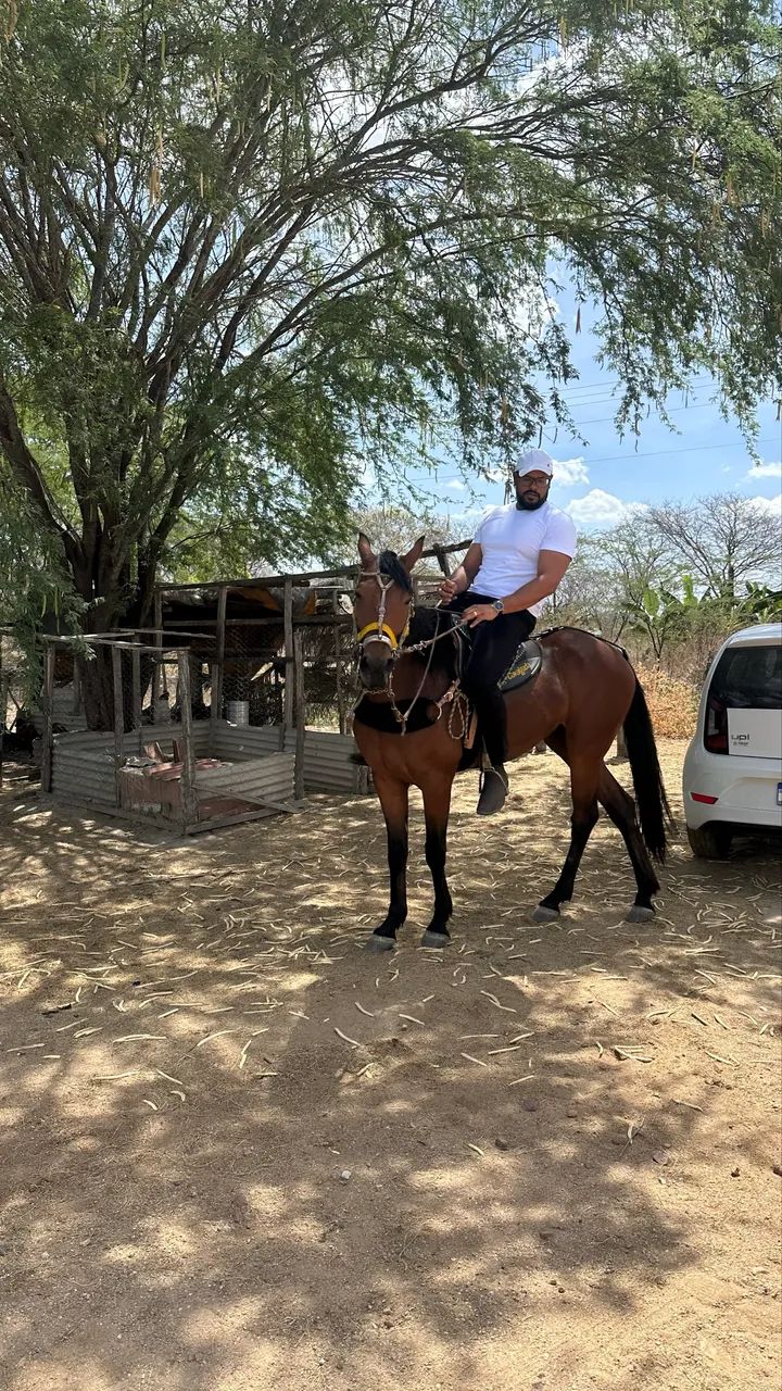 Cavalo QM