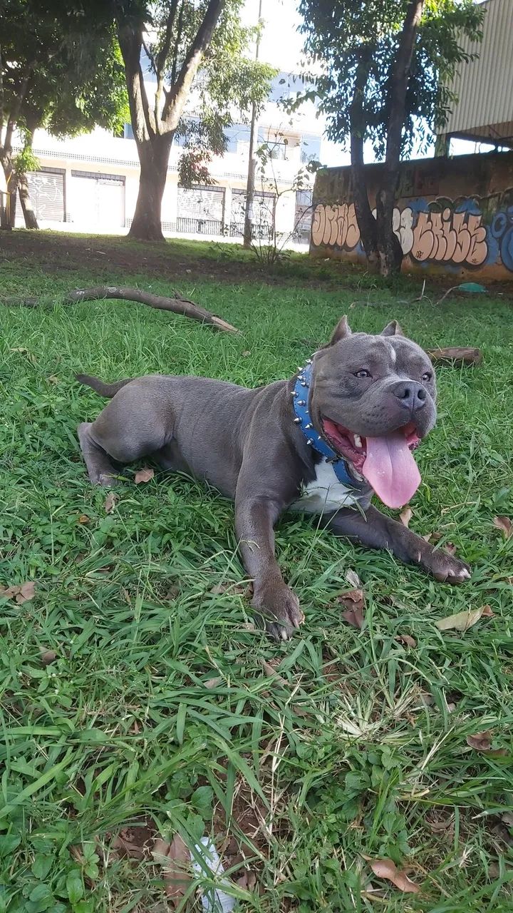 American Bully com pedigree - Foto 5