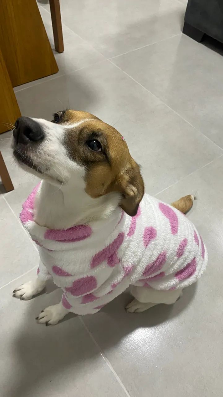 Cadela adoção responsável  - Foto 3