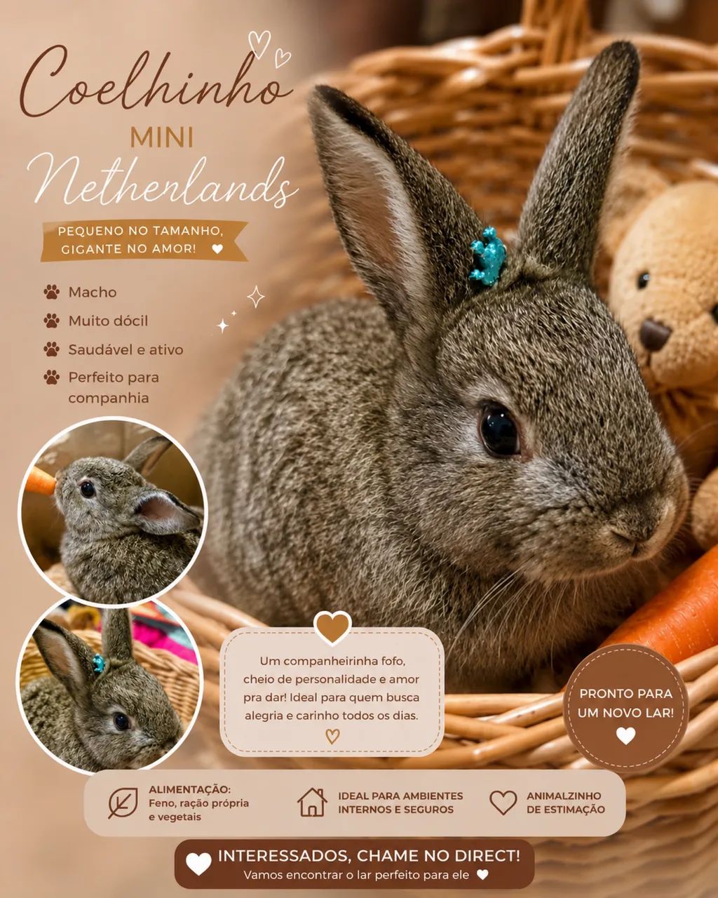 Vendo coelho MINI (Netherlands) - Foto 2