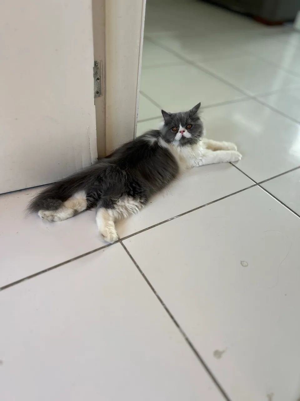 Gato persa  - Foto 2