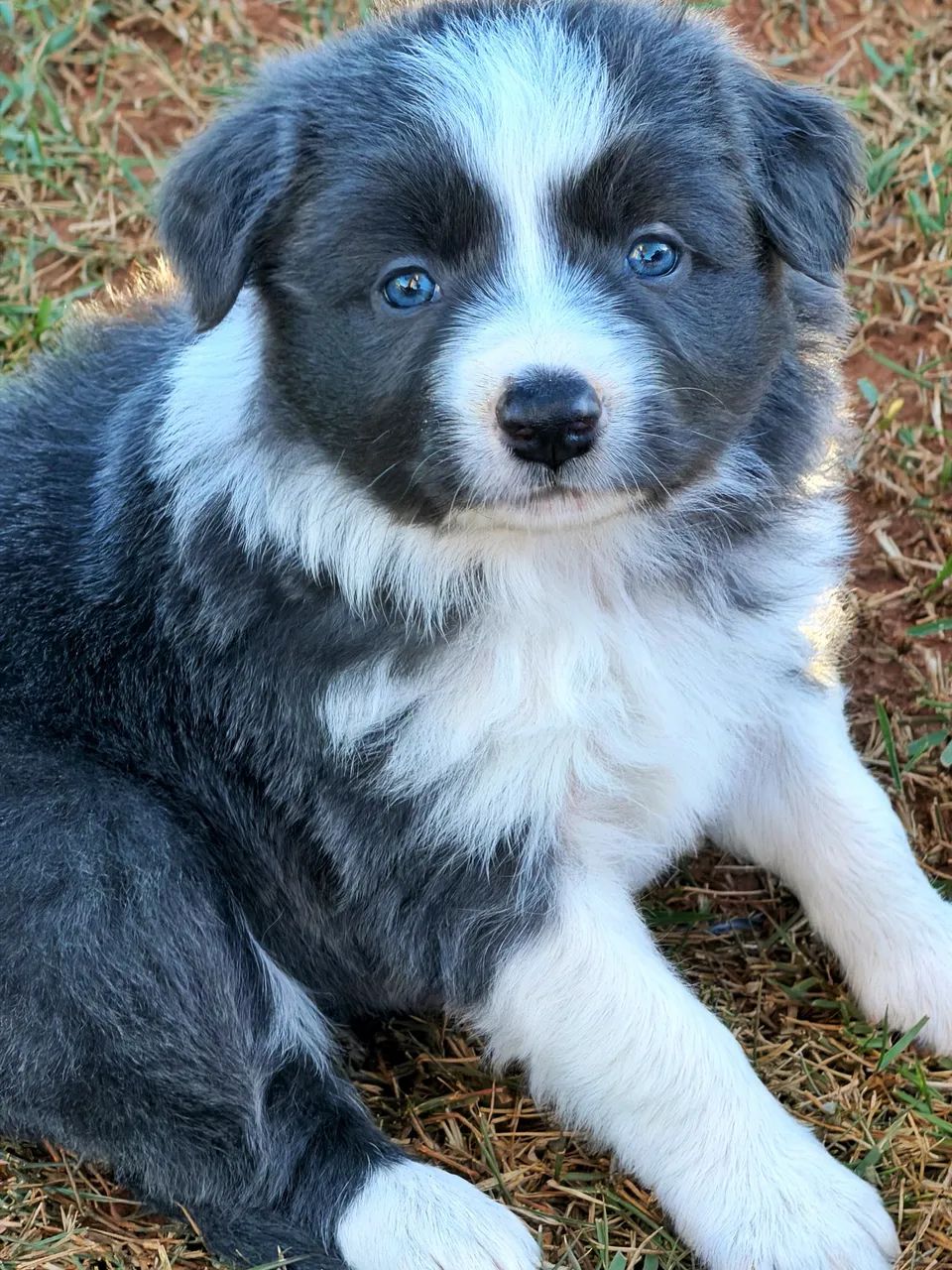 Border collie  - Foto 2