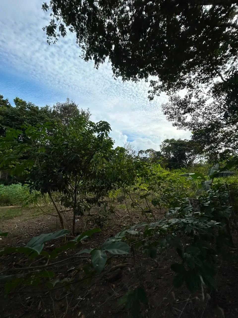 Terreno à Venda no Trac Trac  Arraial d'Ajuda/BA - Foto 3