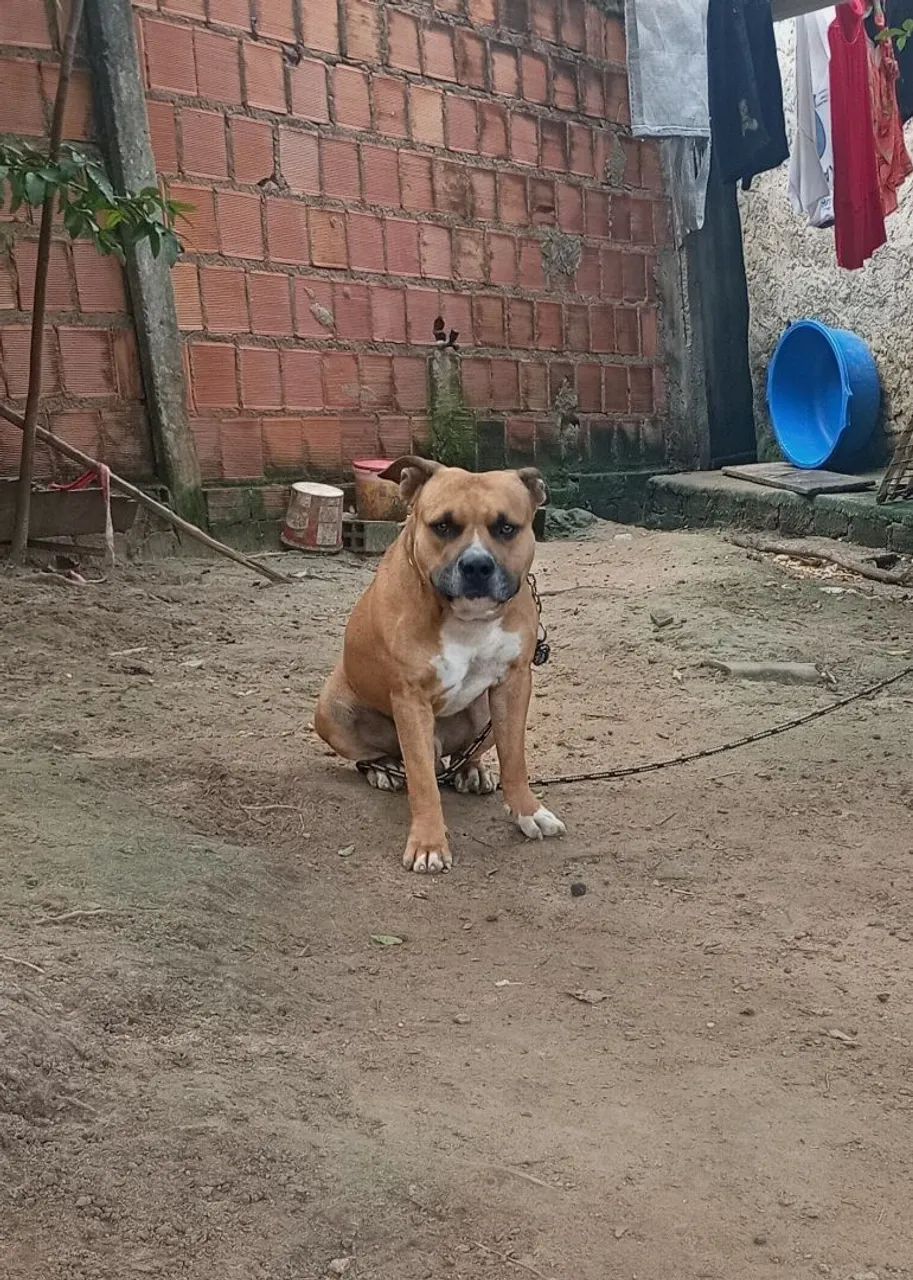 Pitbull macho para cobertura  - Foto 4