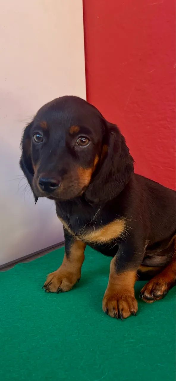 Macho  com pedigree 