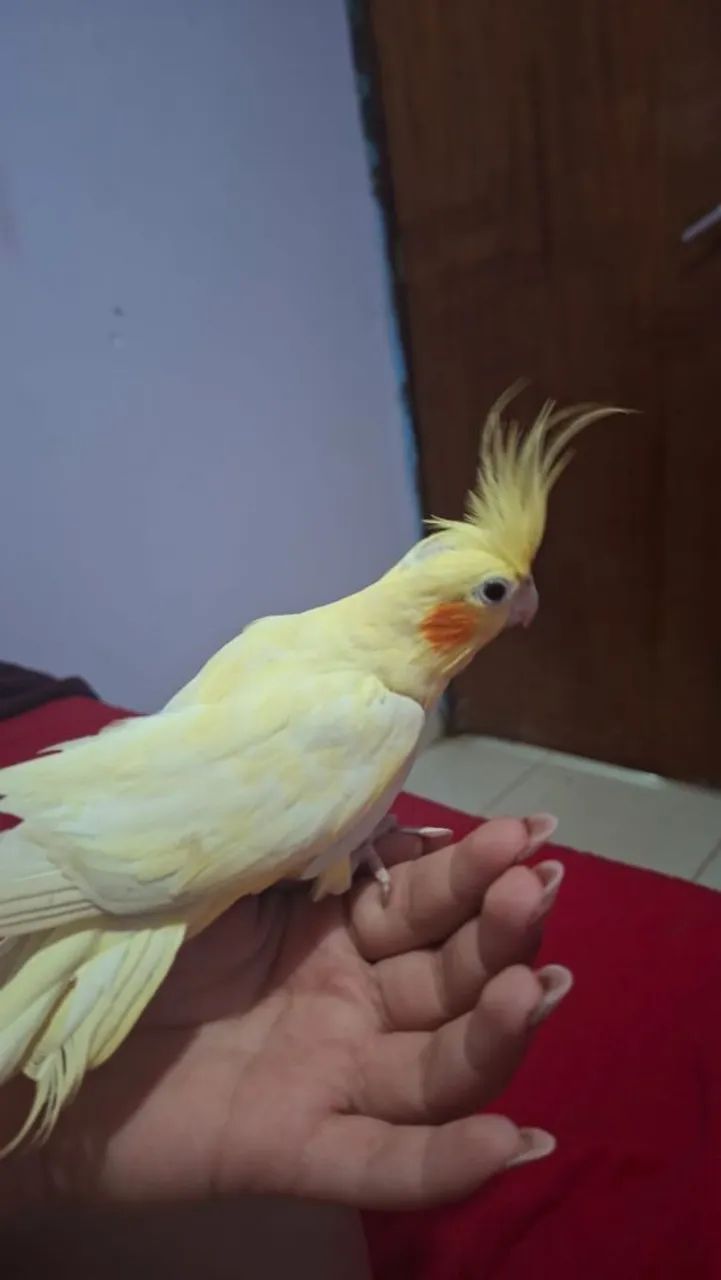 Vende-se 
