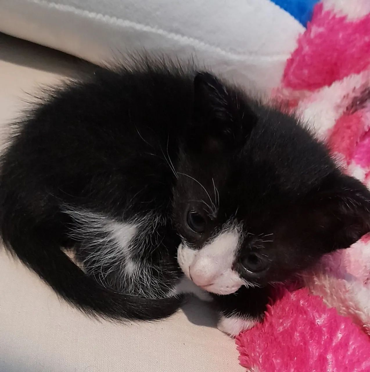 Doa-se Gato filhote (macho) - Foto 4