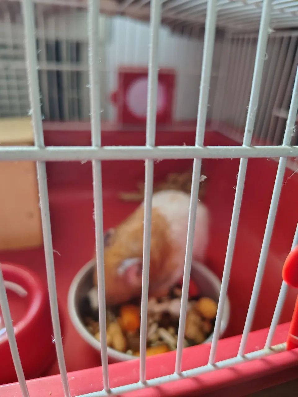 Hamster macho  - Foto 5
