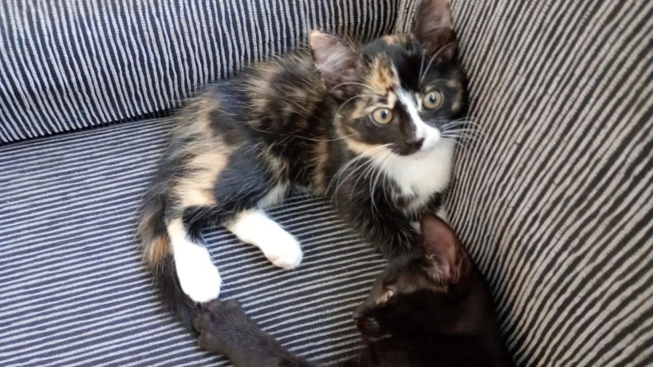 Gatos para doação  - Foto 4