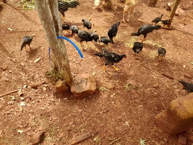 Vende-se aves: diversas raças e tamanhos disponíveis, valores a partir de R$ 15,00  - Foto 3
