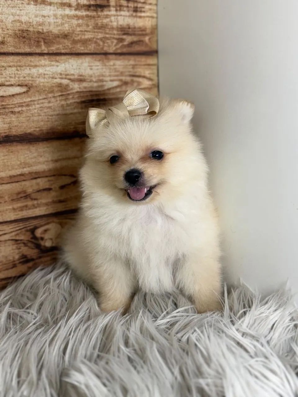 Spitz alemão  - Foto 2