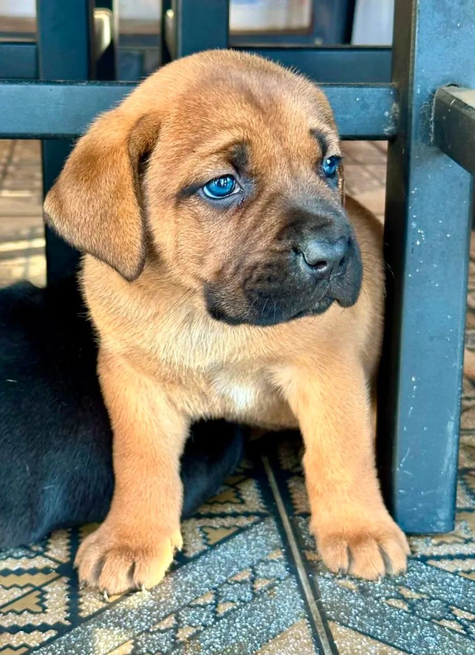 Filhote de cane corso  - Foto 5
