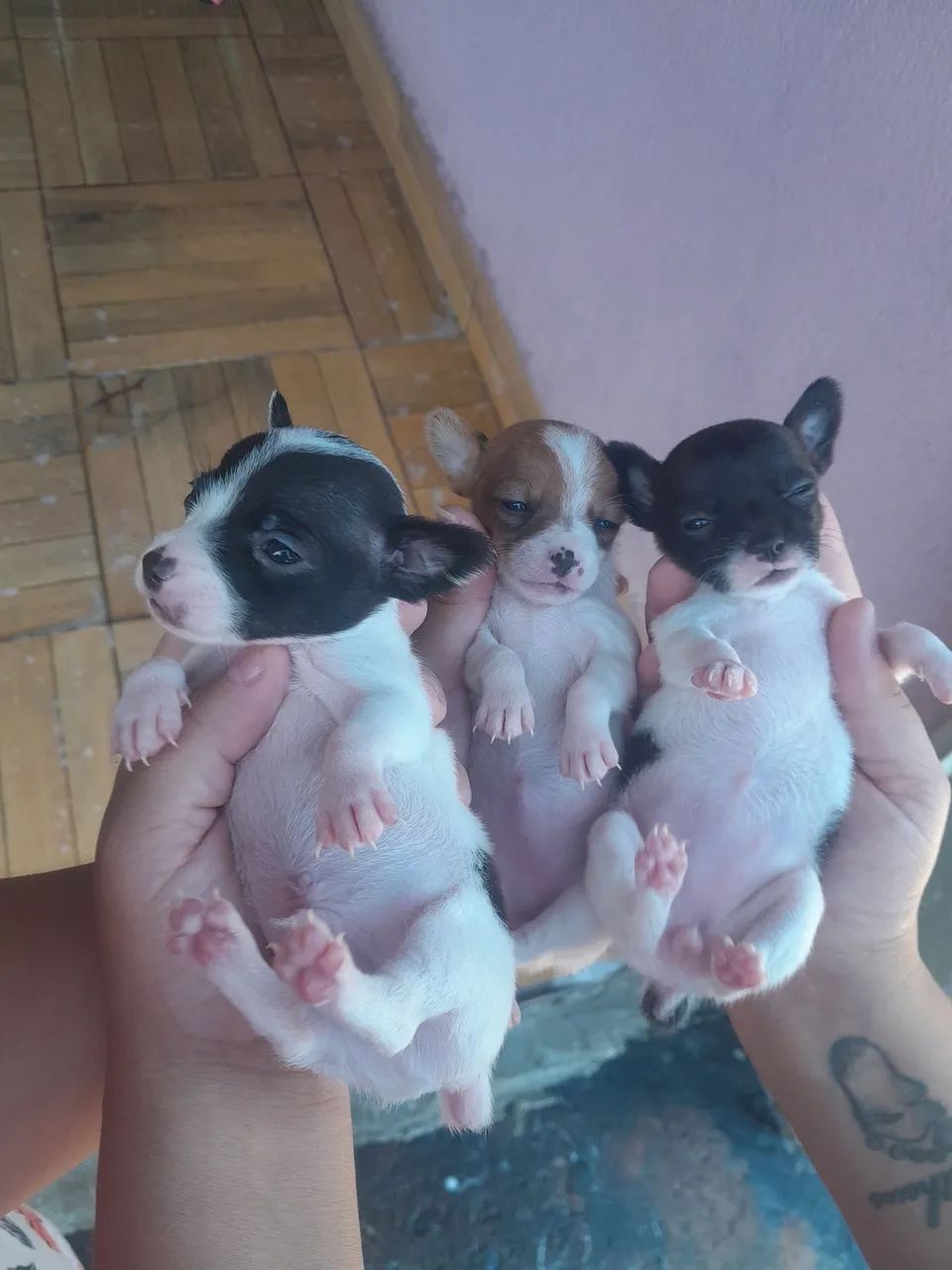 Pinscher micro  - Foto 2