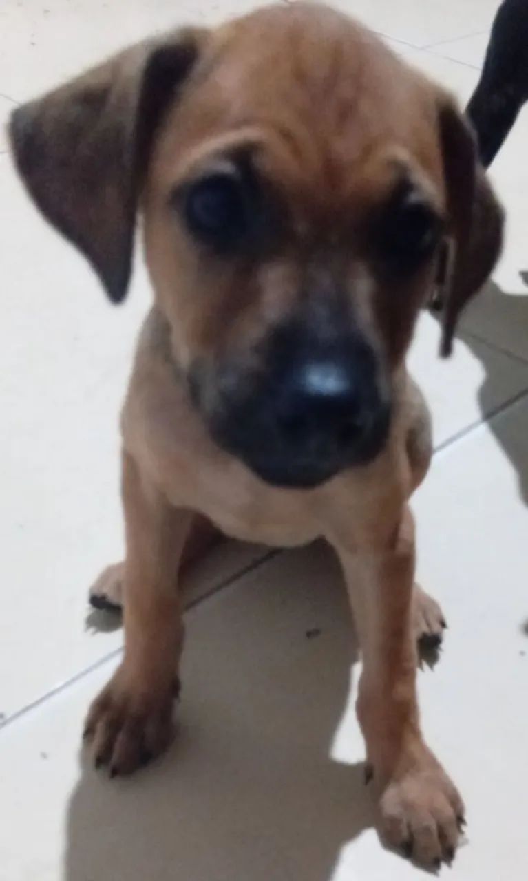 Adoção Responsável  - Foto 2